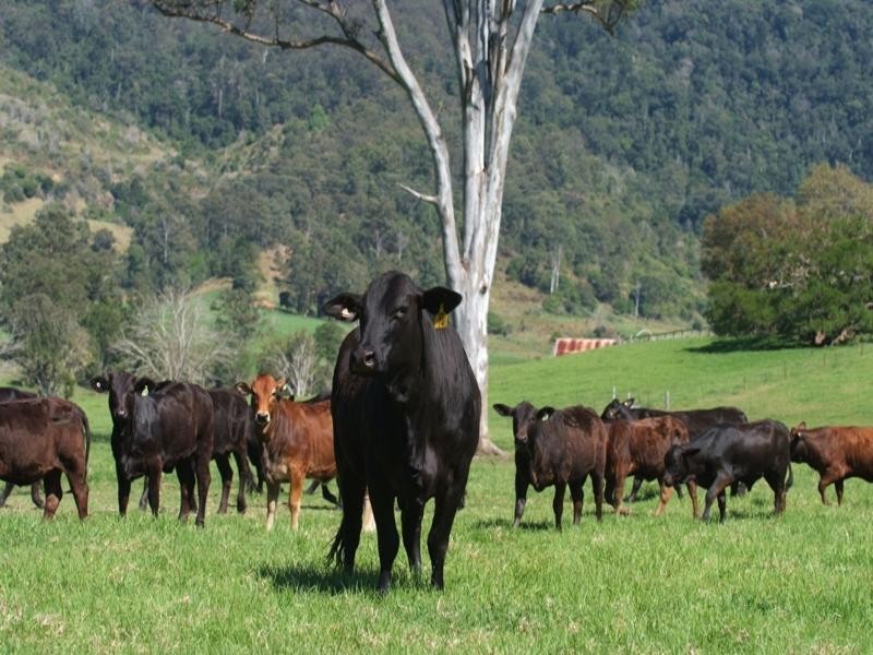 Numinbah Valley QLD 4211