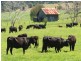 Numinbah Valley QLD 4211