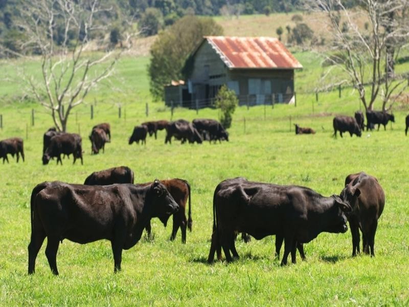 Numinbah Valley QLD 4211