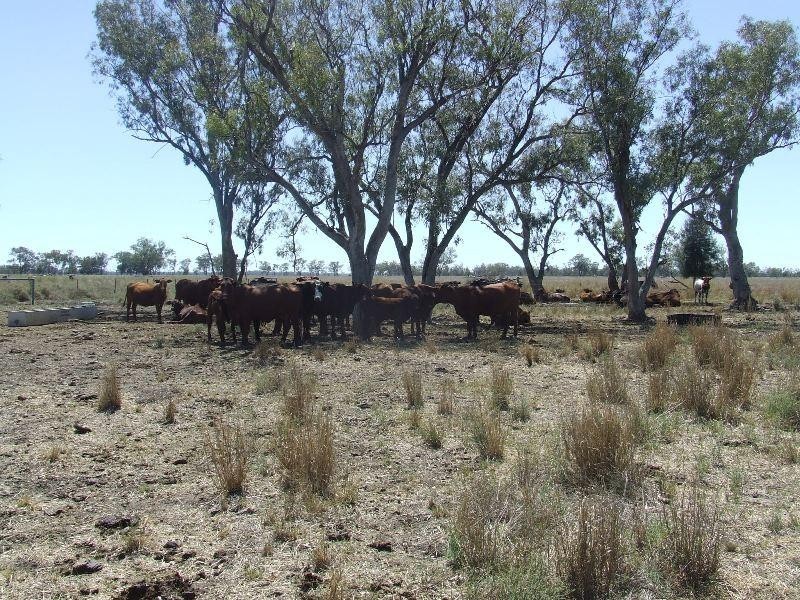 Toobeah QLD 4498