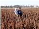 Rosalie Plains QLD 4401