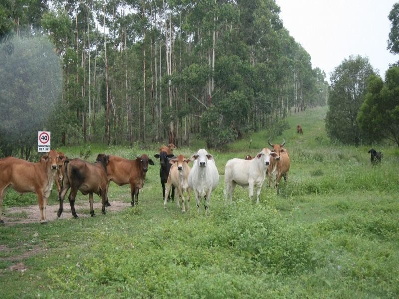 Miriam Vale QLD 4677