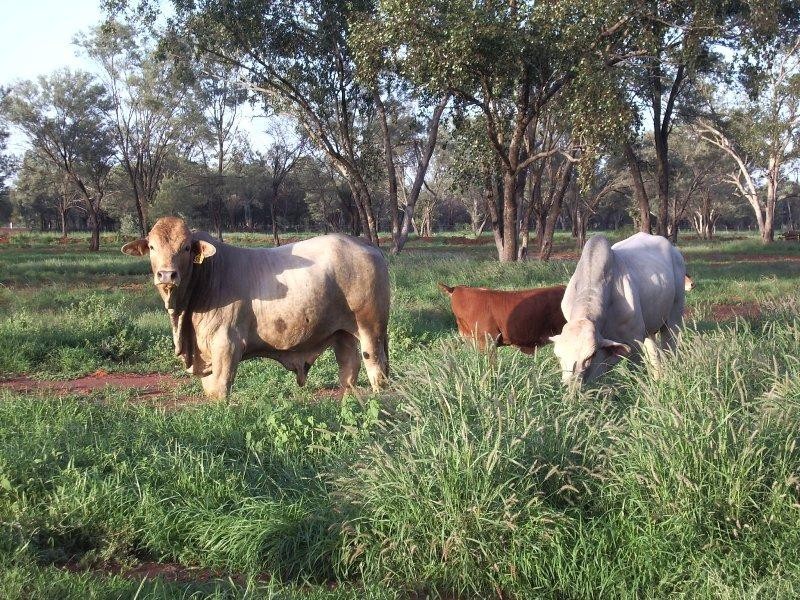 Charleville QLD 4470