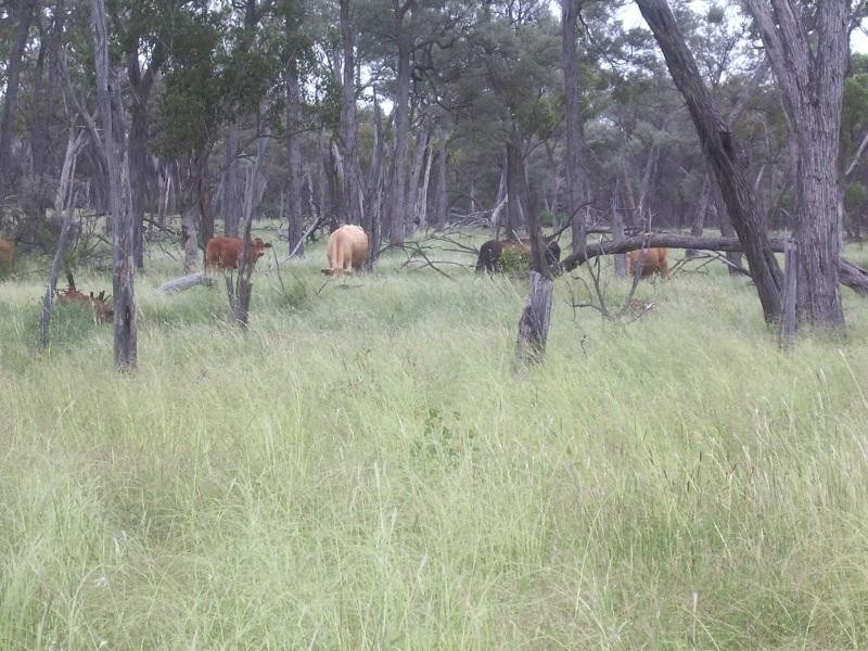 Charleville QLD 4470