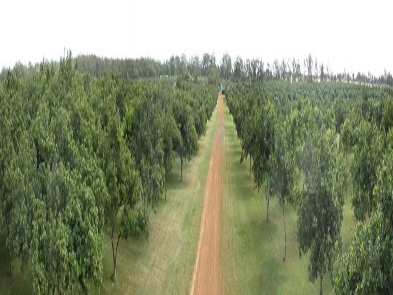 Mount Binga QLD 4306