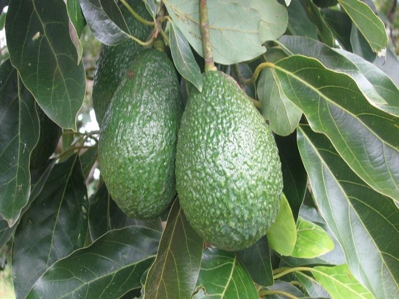 Mount Binga QLD 4306