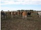 Augathella QLD 4477