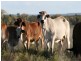 Augathella QLD 4477