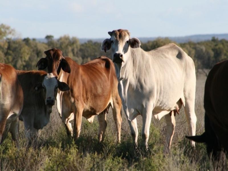 Augathella QLD 4477