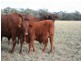 Augathella QLD 4477
