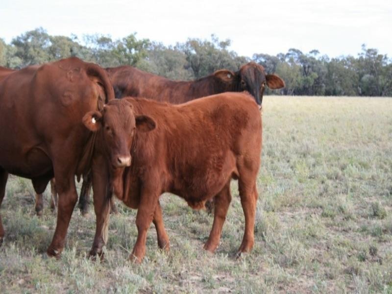 Augathella QLD 4477
