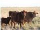 Augathella QLD 4477
