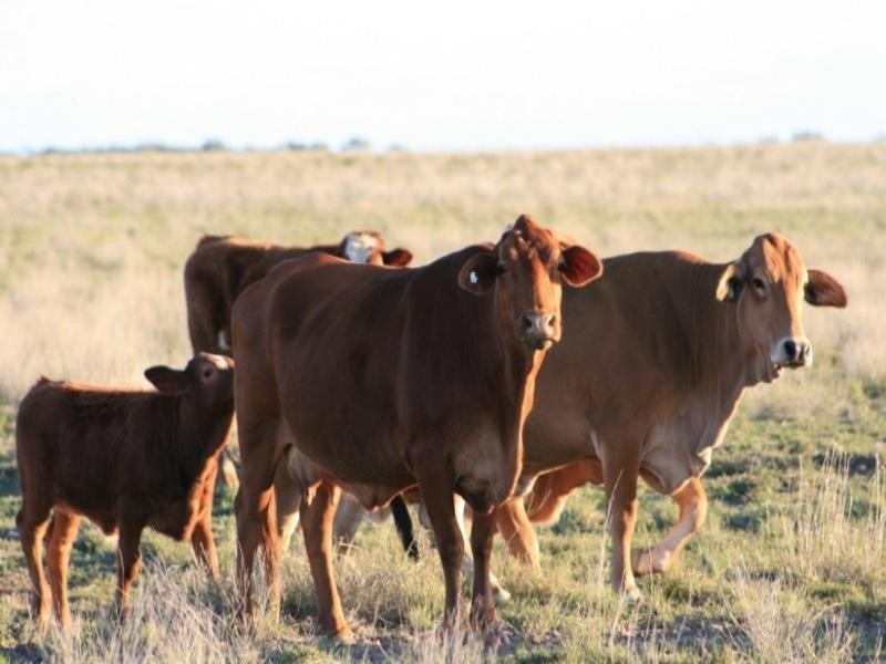 Augathella QLD 4477