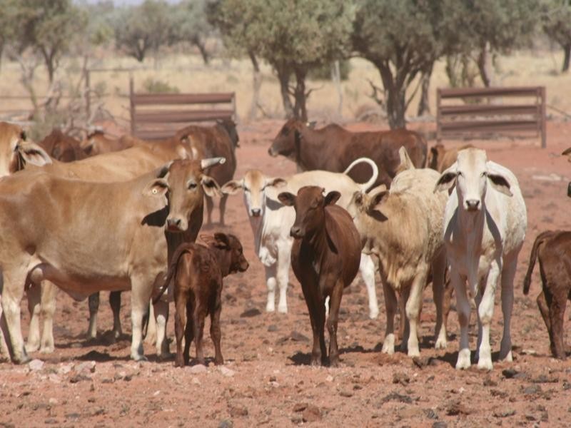 Mount Isa QLD 4825