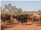 Mount Isa QLD 4825