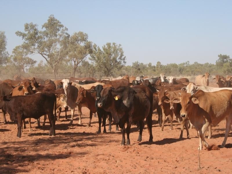 Mount Isa QLD 4825