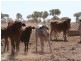 Mount Isa QLD 4825