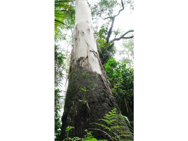 Mount Glorious QLD 4520