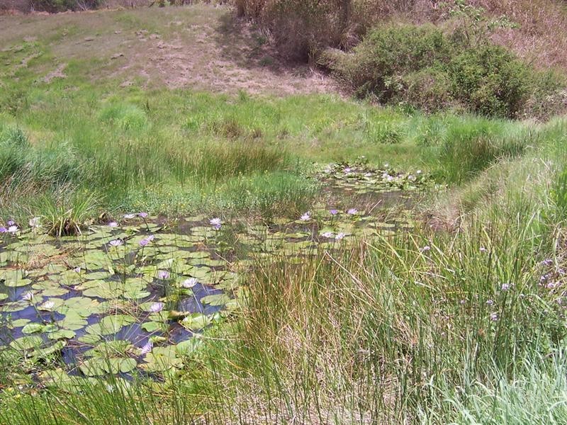 803 Bunya Road, Draper QLD 4520