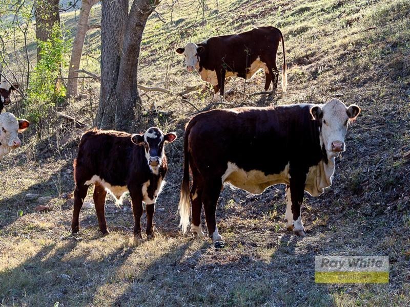 43 Dobson Road, Clear Mountain QLD 4500