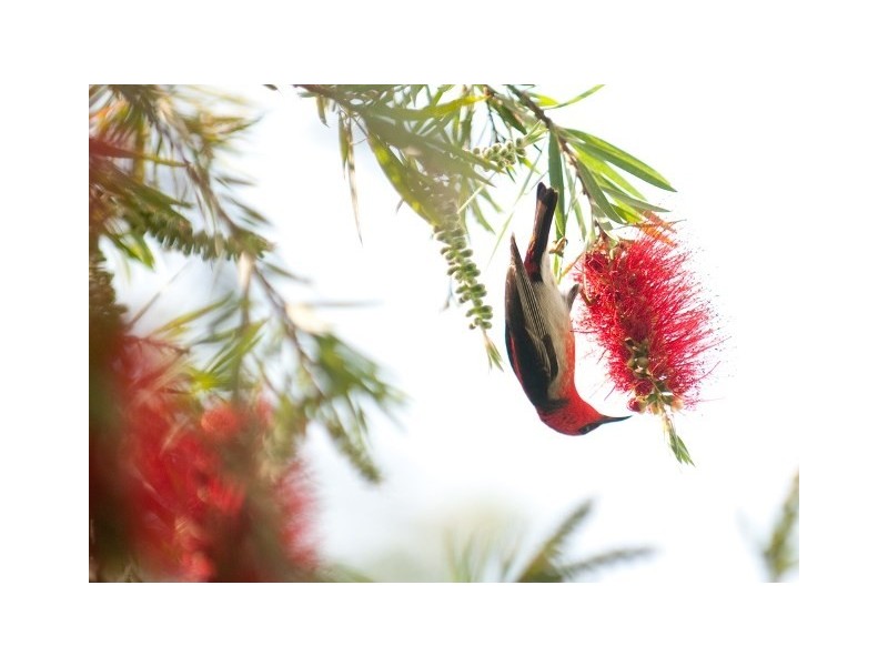 106 Woodward Road, Armstrong Creek QLD 4520