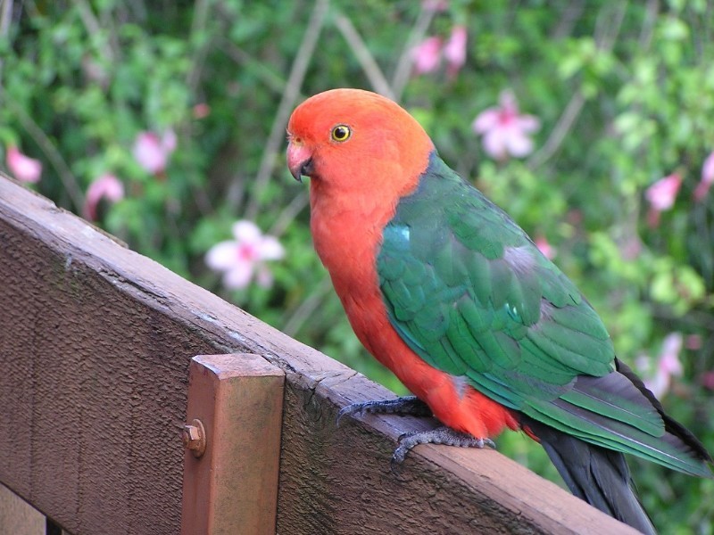 Mount Glorious QLD 4520