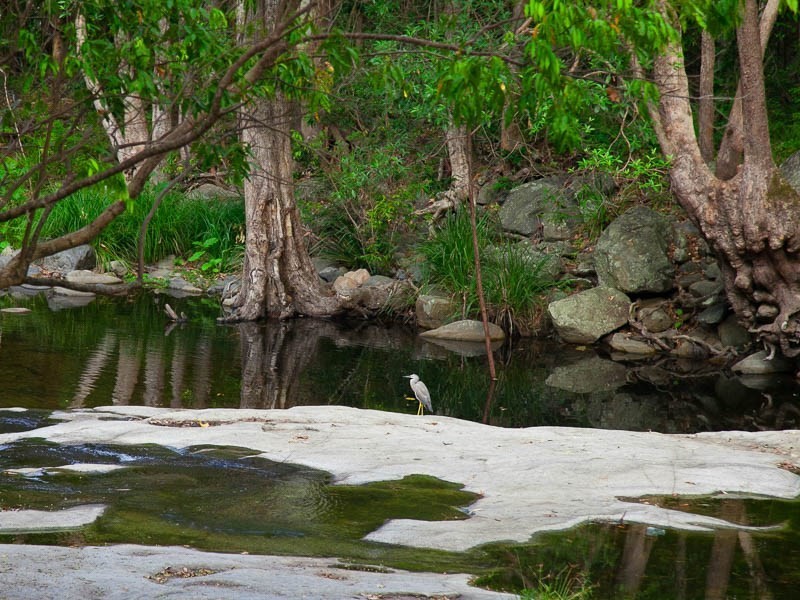 3 Bellbird Court, Cedar Creek QLD 4520