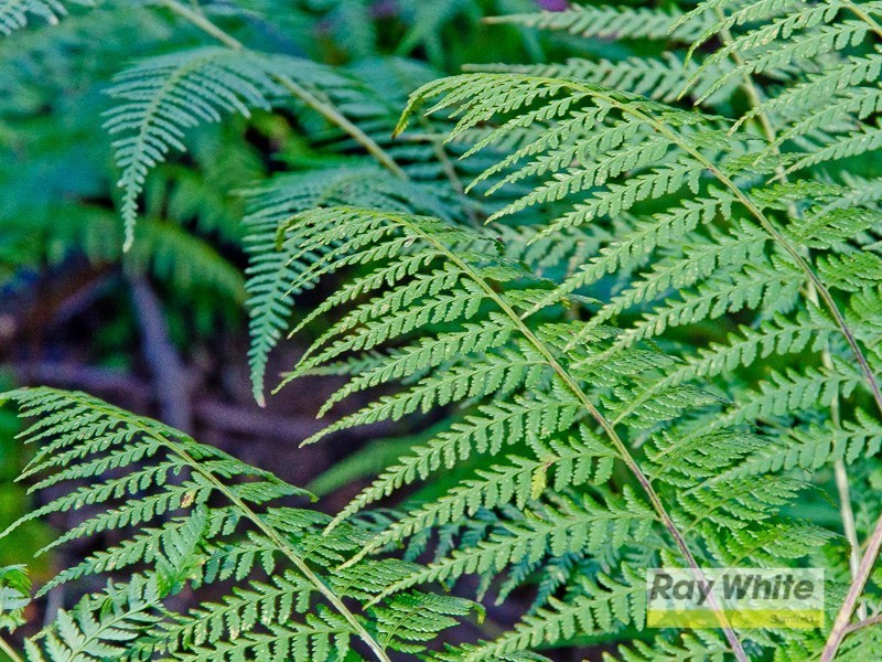 Lot 27 Masseys Creek Court, Cedar Creek QLD 4520