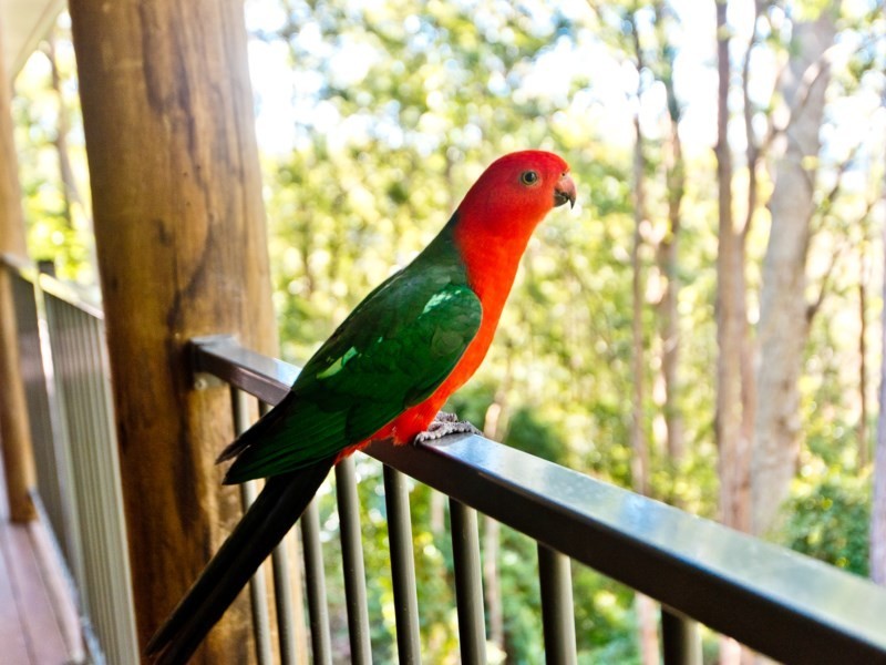 25 Harland Road, Mount Glorious QLD 4520