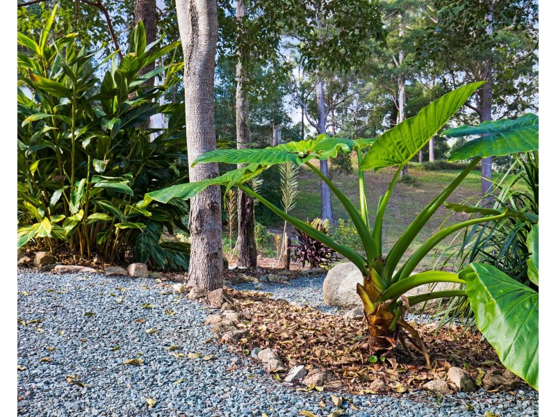 6 Bellbird Court, Cedar Creek QLD 4520