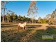 9 Riverine Court, Samford Valley QLD 4520