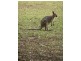 Lot 2, Lot 922 Mt Samson Road, Samsonvale QLD 4520