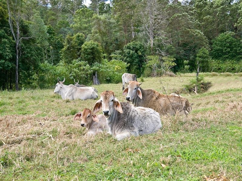 Lot 3, 602 Cedar Creek Road, Cedar Creek QLD 4520