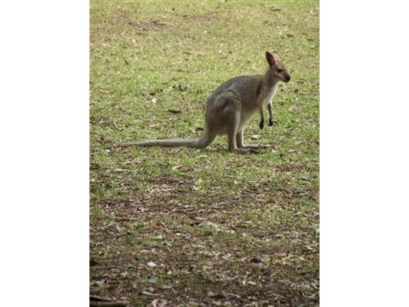 Lot 3, Lot 922 Mt Samson Road, Samsonvale QLD 4520