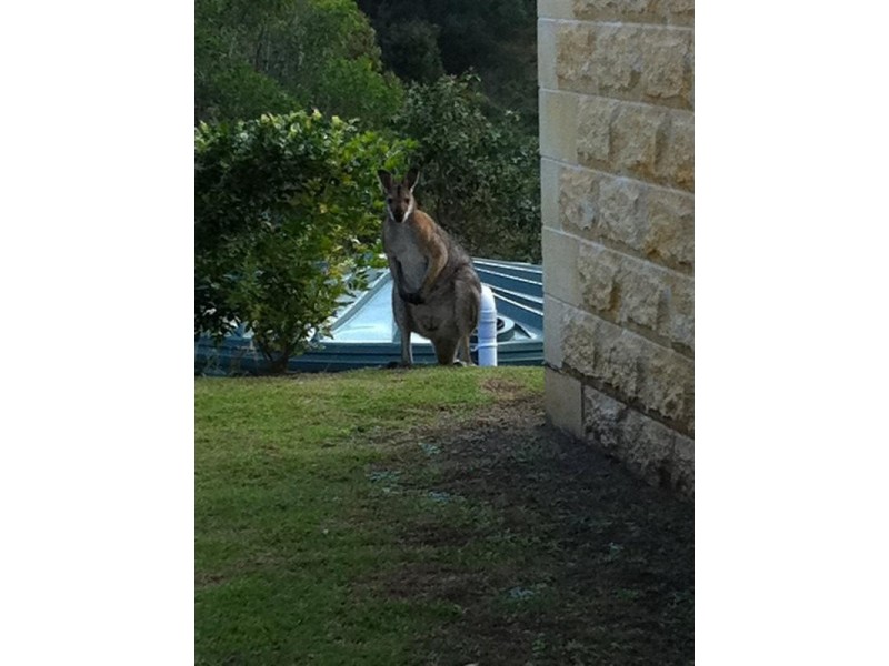 287 Cedar Creek Road, Cedar Creek QLD 4520