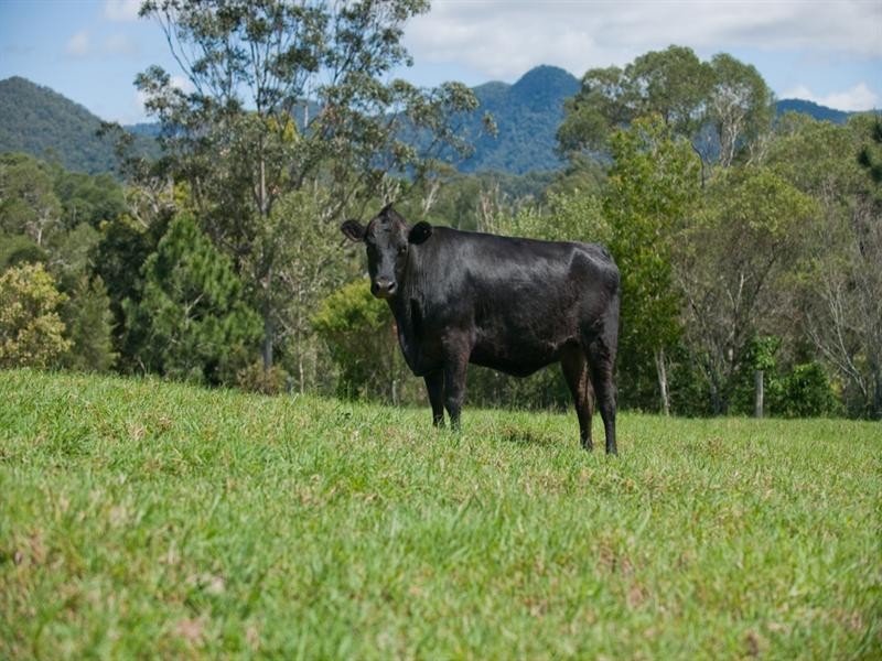 2 Birralee Close, Samford QLD 4520