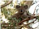 Whiteside QLD 4503