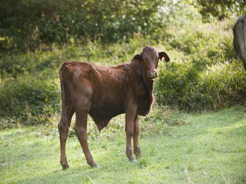 Kobble Creek QLD 4520