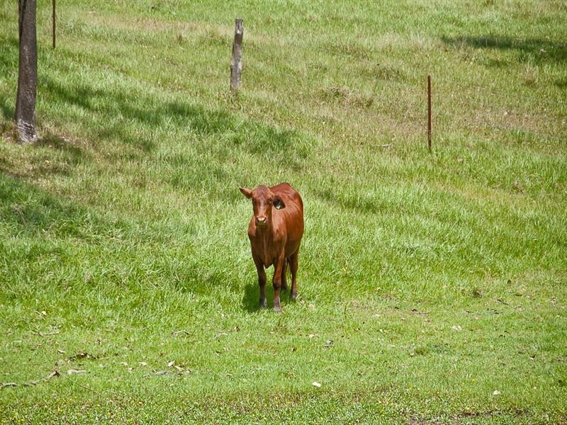 Wights Mountain QLD 4520