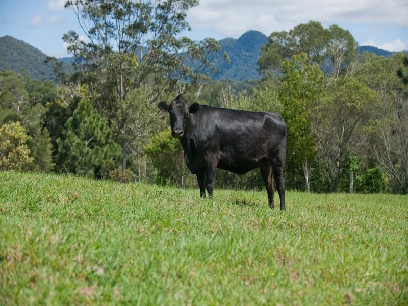 2 Birralee Close, Closeburn QLD 4520