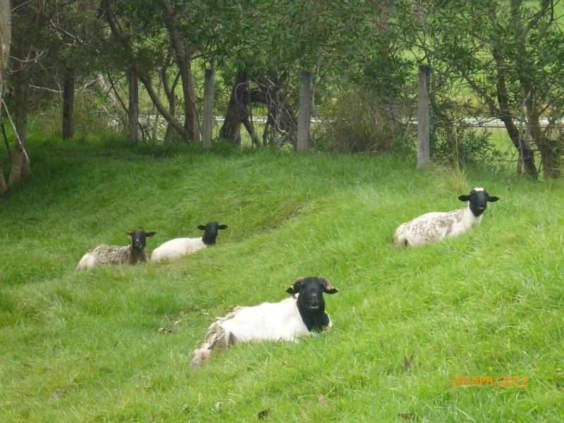 16 Valray Place, Samford Valley QLD 4520