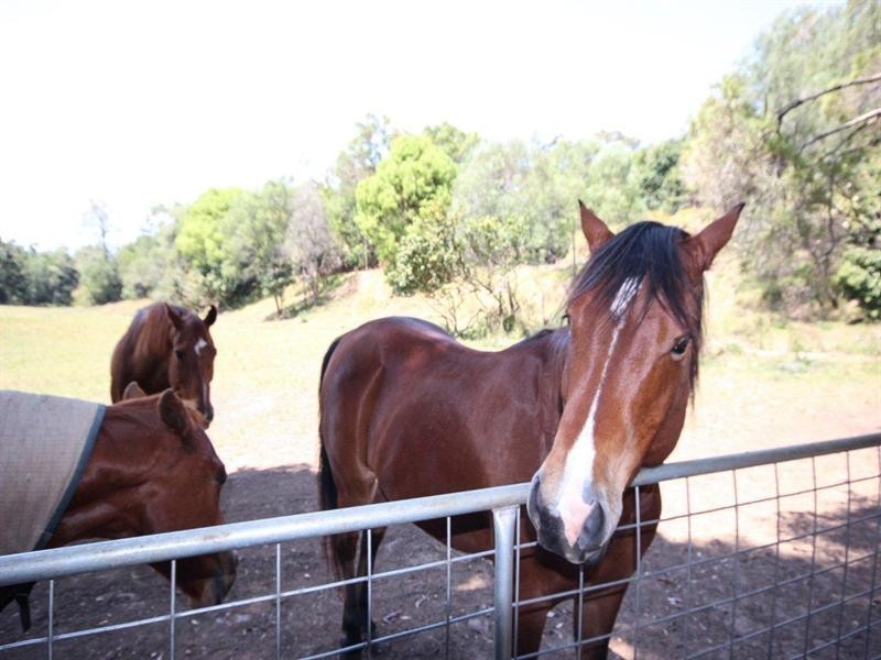 577 Mt Samson Road, Kobble Creek QLD 4520