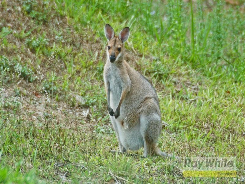 86 Ray Booker Court, Kobble Creek QLD 4520