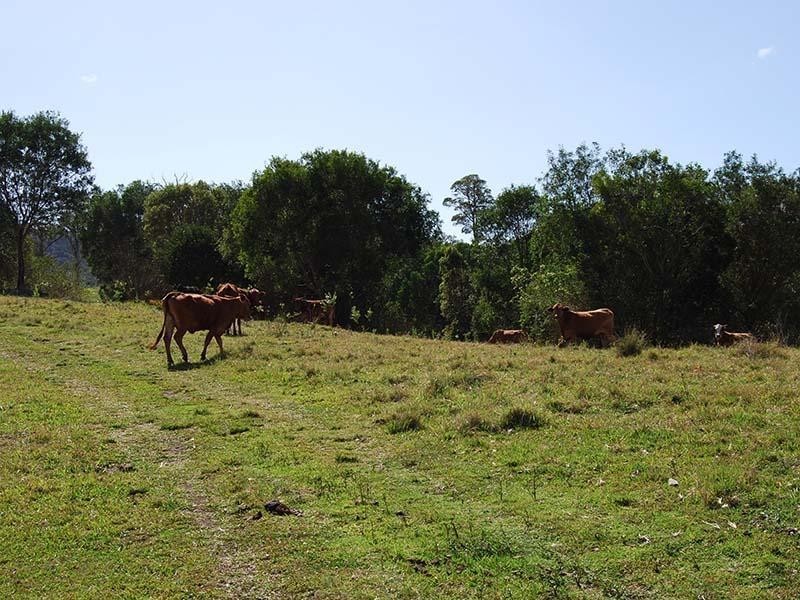 Dayboro QLD 4521
