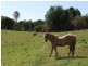 Dayboro QLD 4521