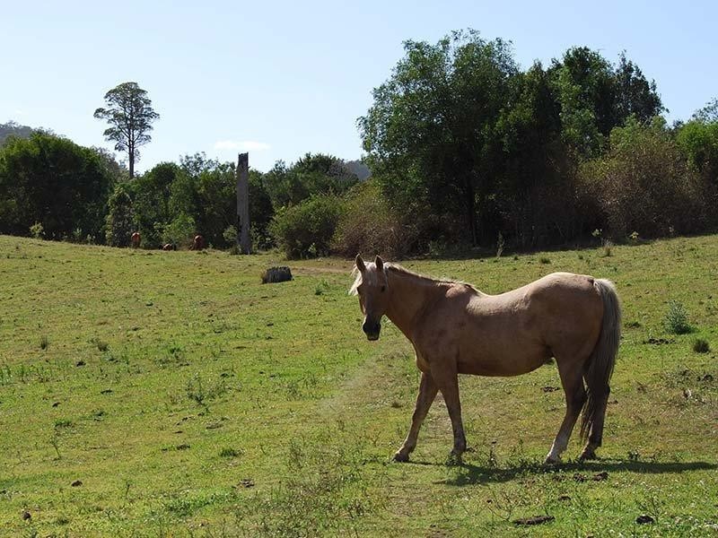 Dayboro QLD 4521