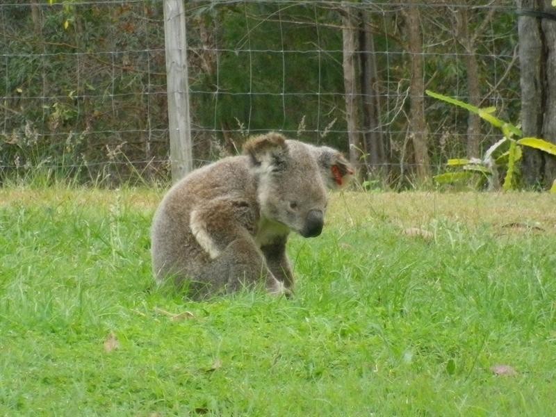 4 Kai Court, Cashmere QLD 4500