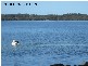 17 Capeland Avenue, Sanctuary Point NSW 2540