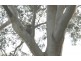 Burbank QLD 4156