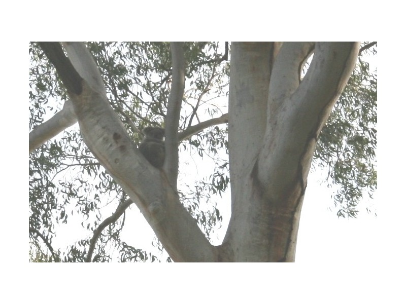 Burbank QLD 4156